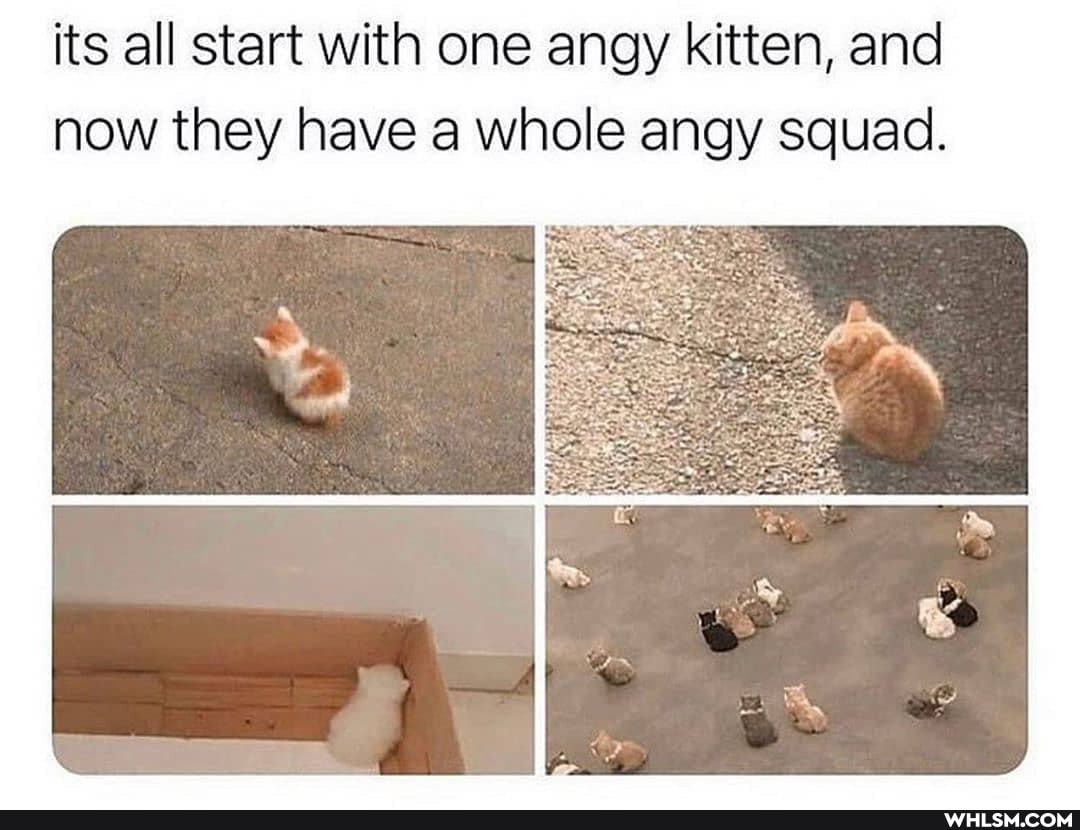 its all start with one angy kitten, and now they have a whole angy squad.