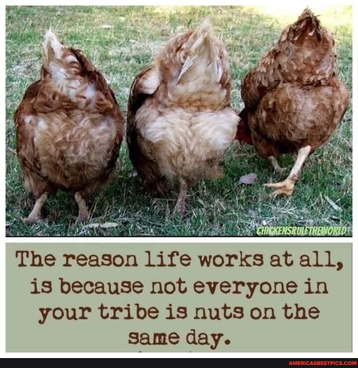 The reason life works at all, is because not everyone in your tribe is nuts on the same day.