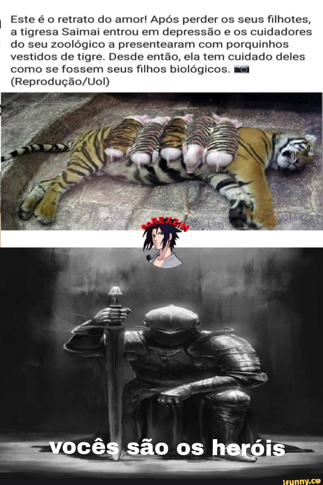 I Este é o retrato do amor! Após perder os seus filhotes, a tigresa Saimal entrou em depressão e os cuidadores do seu zoológico a presentearam com porquinhos vestidos de tigre. Desde então, ela tem cuidado deles como se fossem seus filhos biológicos. EM
=vocês são os heróis