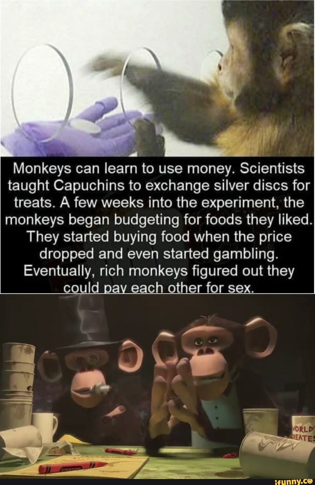 monkeys money experiment