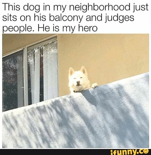 This dog in my neighborhood just sits on his balcony and judges people. He is my hero