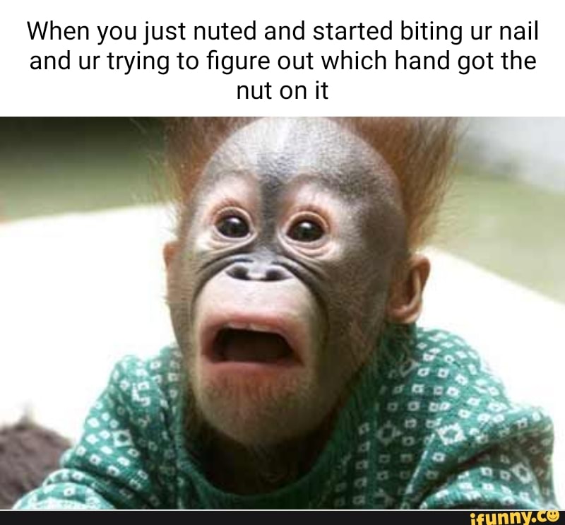 Nuted memes. Best Collection of funny Nuted pictures on iFunny