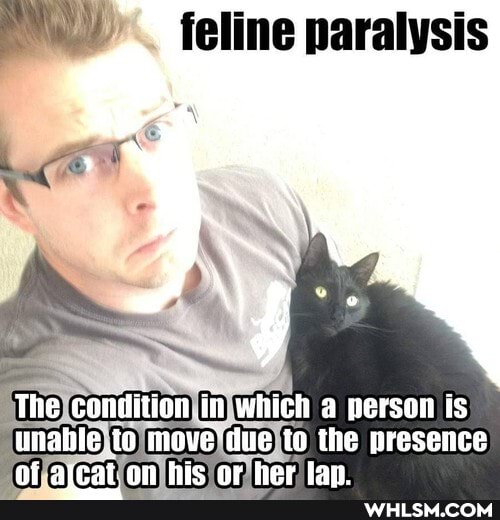 feline paralysis
The condition .in which a person is
unabte..to move due to the presence areat.an hic nr her issn