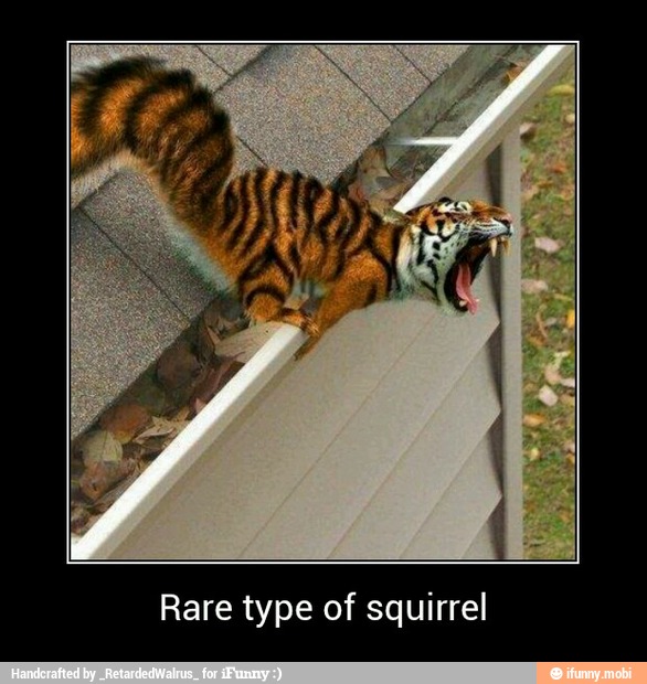 Rare type of squirrel - Rare type of squirrel
