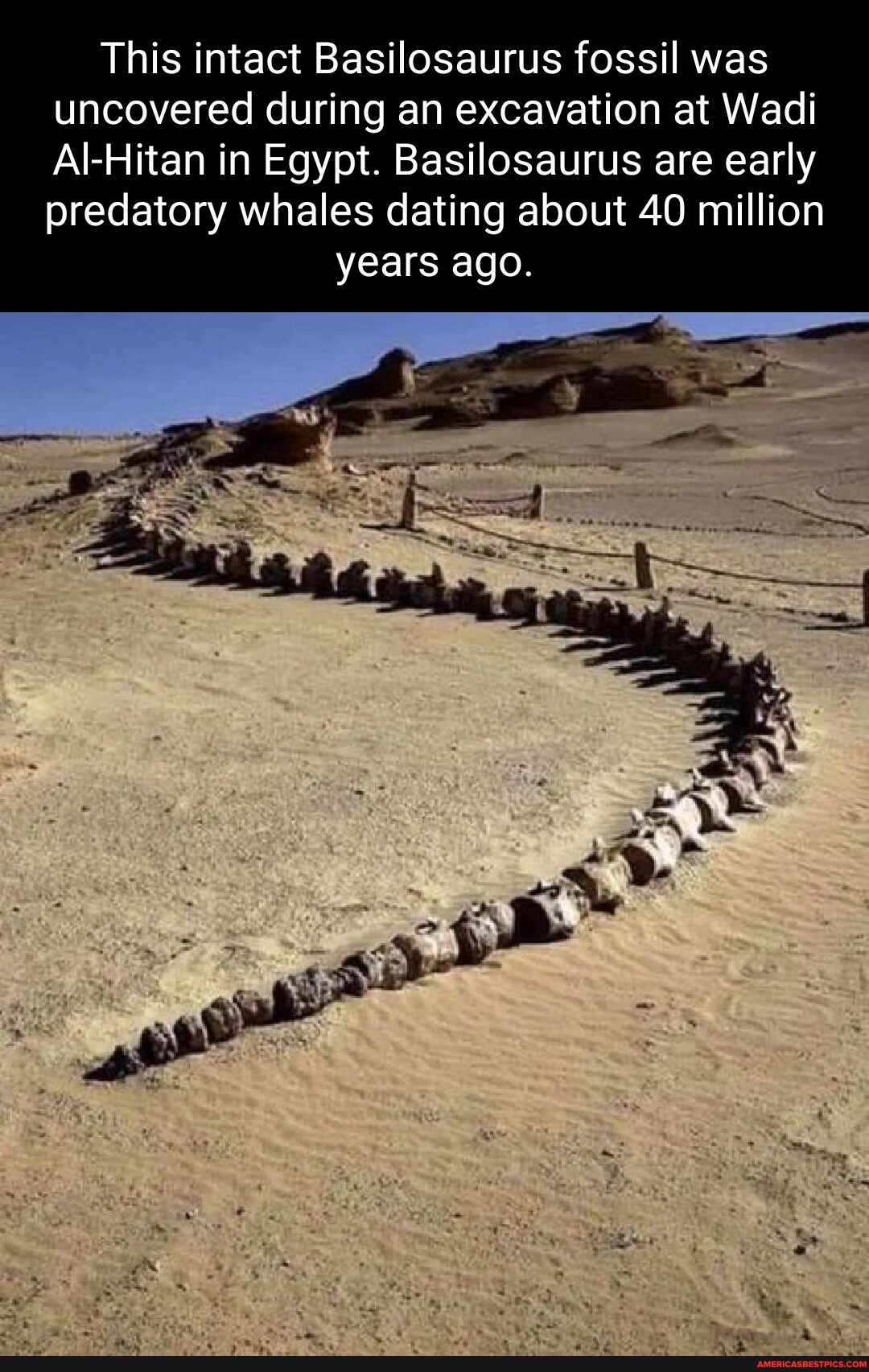 This intact Basilosaurus fossil was uncovered during an excavation at Wadi AlHitan in Egypt