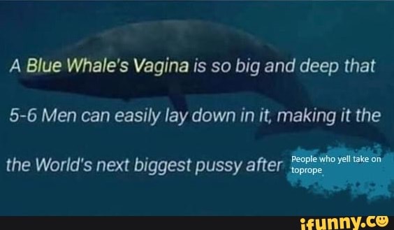 A Blue Whale's Vagina is so big and deep that
5-6 Men can easily lay down in it, making it the
the World's next biggest pussy after