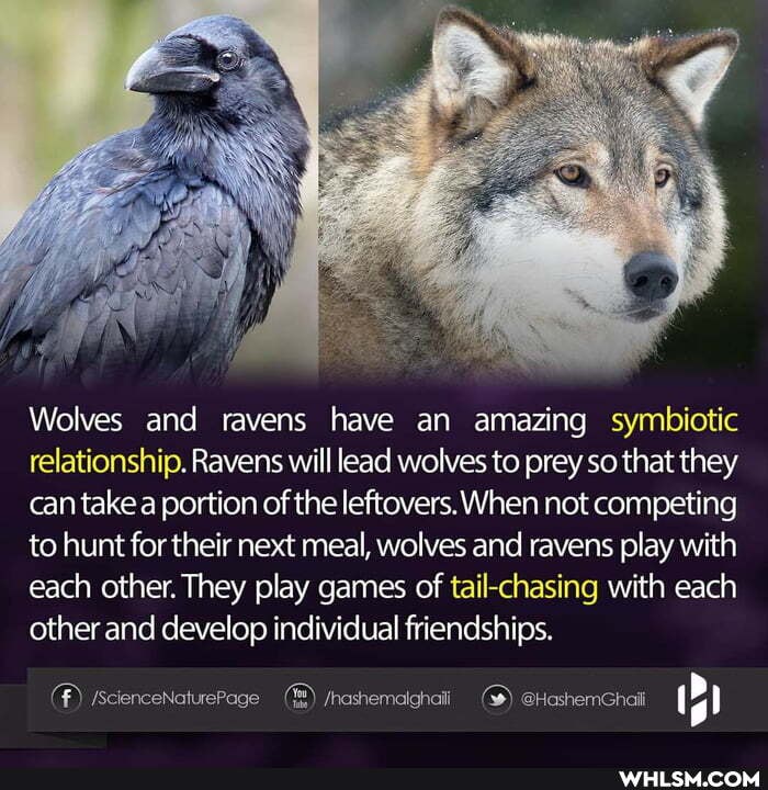 Wolves and ravens have an amazing symbiotic relationship. Ravens will lead wolves to prey so that they can take a portion of the leftovers. When not competing to hunt for their next meal, wolves and ravens play with each other. They play games of tail-chasing with each other and develop individual friendships.
age /hashemalghaii @HashemGhaii