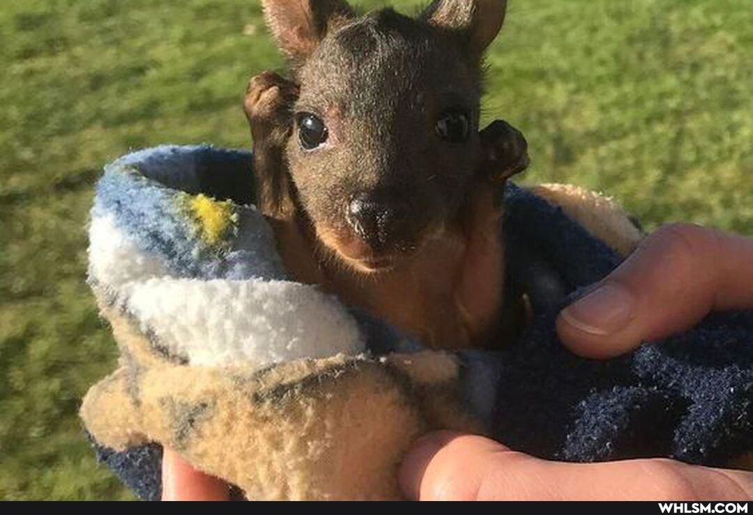 baby, kangeroo, woven, pouch, pennsylvania, crafters