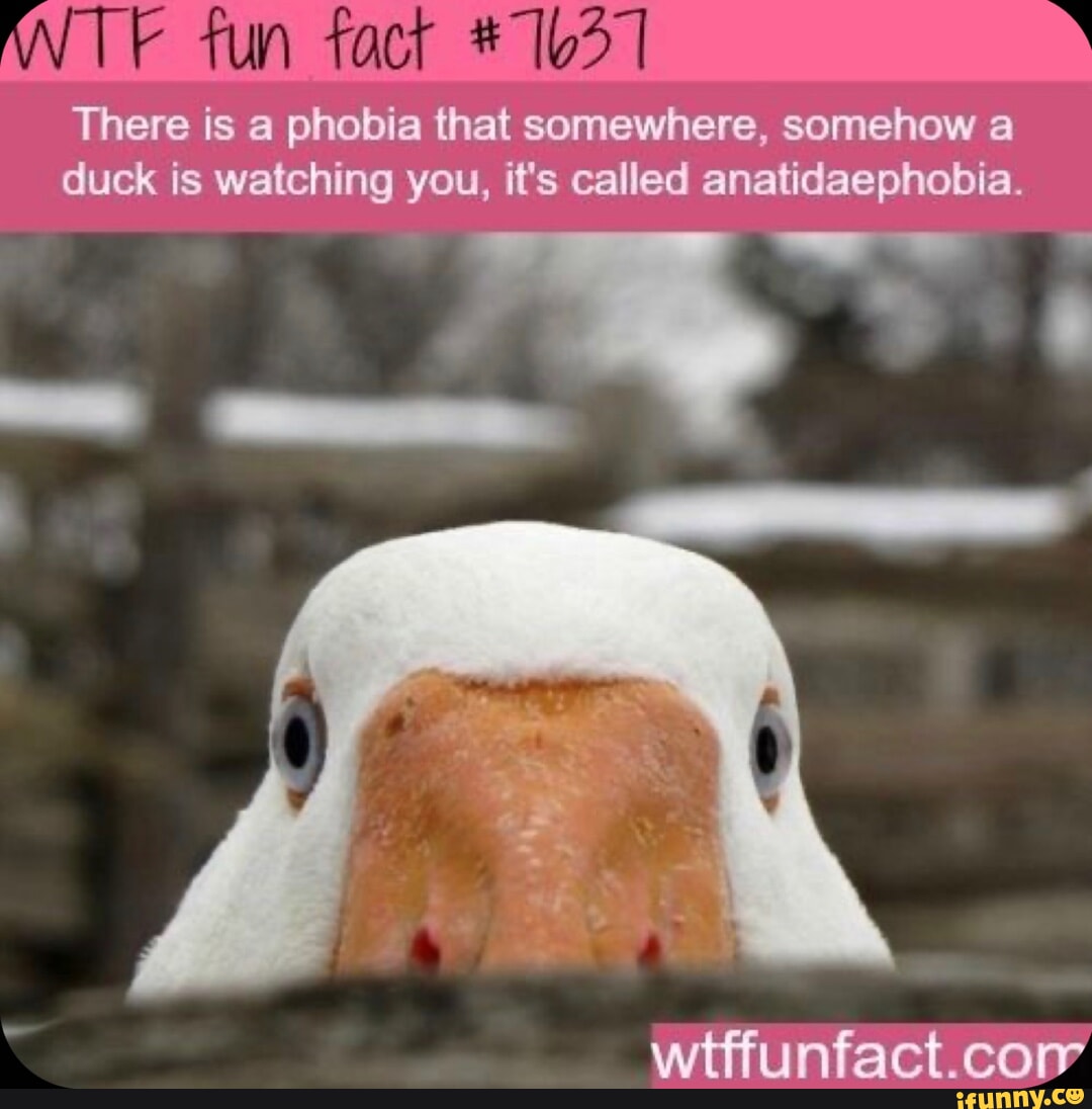 Anatidaephobia memes. Best Collection of funny Anatidaephobia pictures