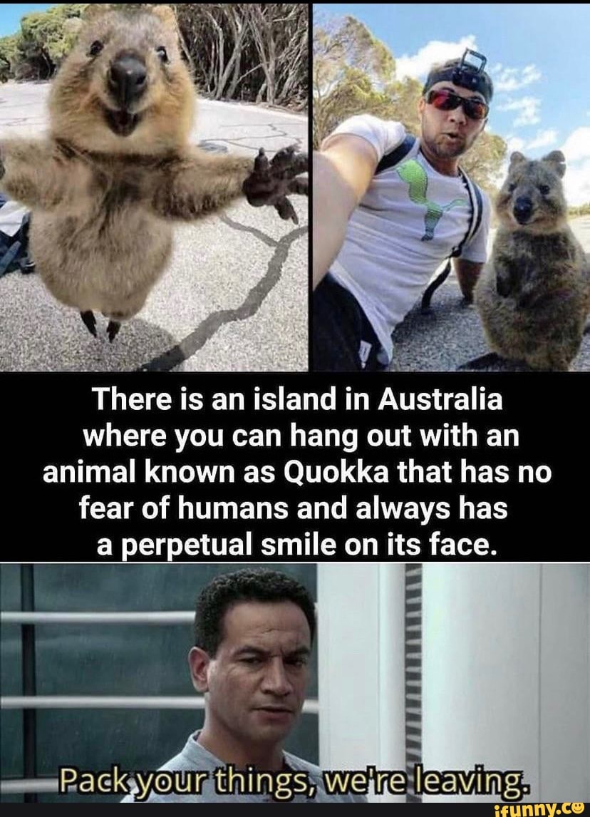 There is an island in Australia where you can hang out with an animal known  as