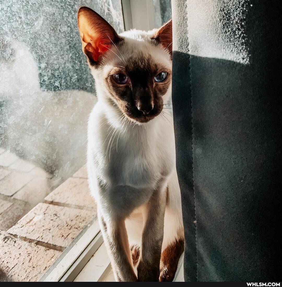 cat, kitten, photography, petshow2020