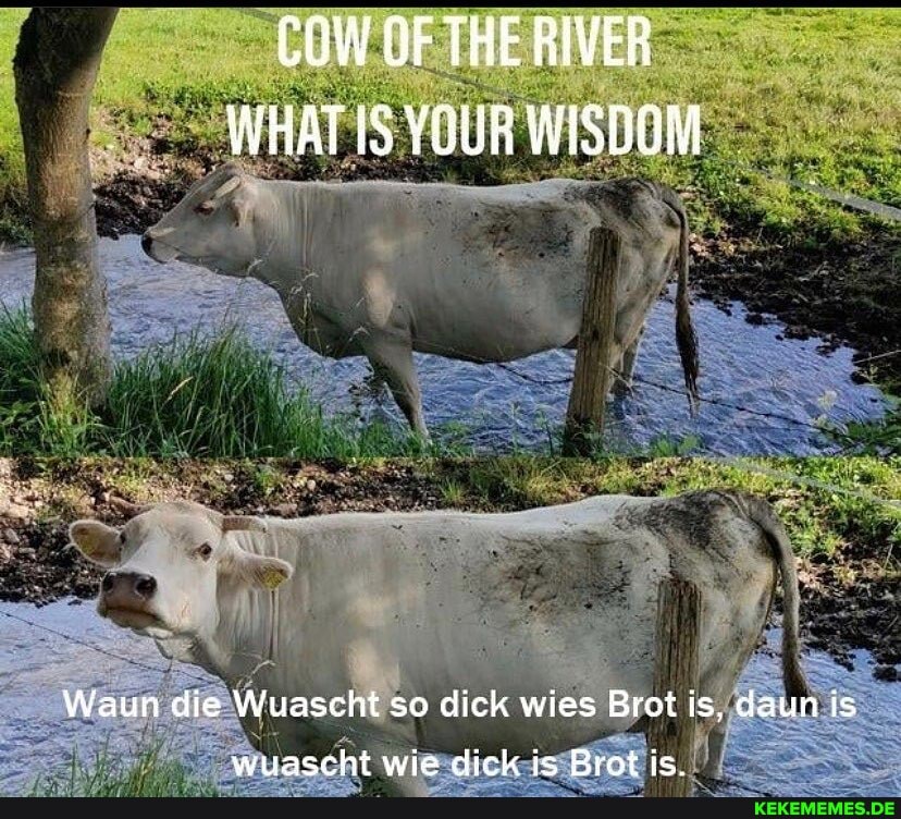 COW OF THE RIVER WHAT IS YOUR WISDOM
Waun die Wuascht so dick wies Brot is, daun is
wuascht wie dick is Brot is.