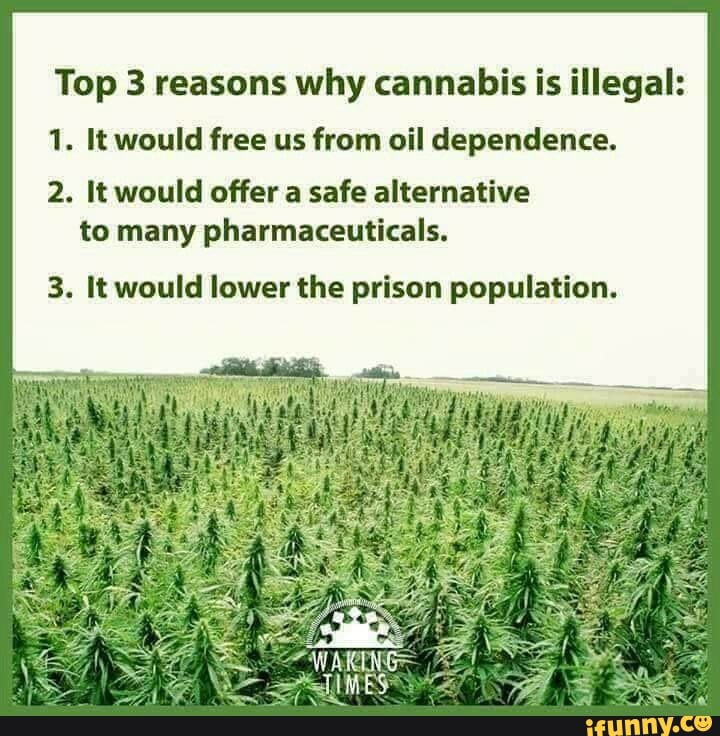 Top 3 reasons why cannabis is illegal: 1. It would free us from oil ...