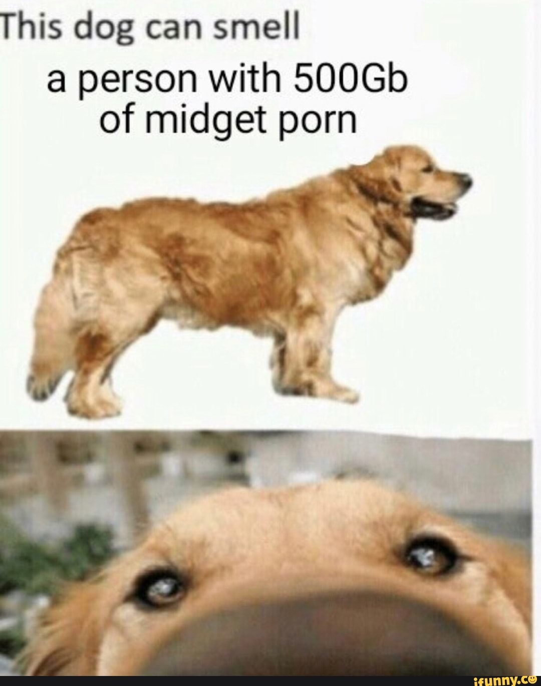 Midget Dog Porn - This dog can smell a person with 500Gb of midget porn ...