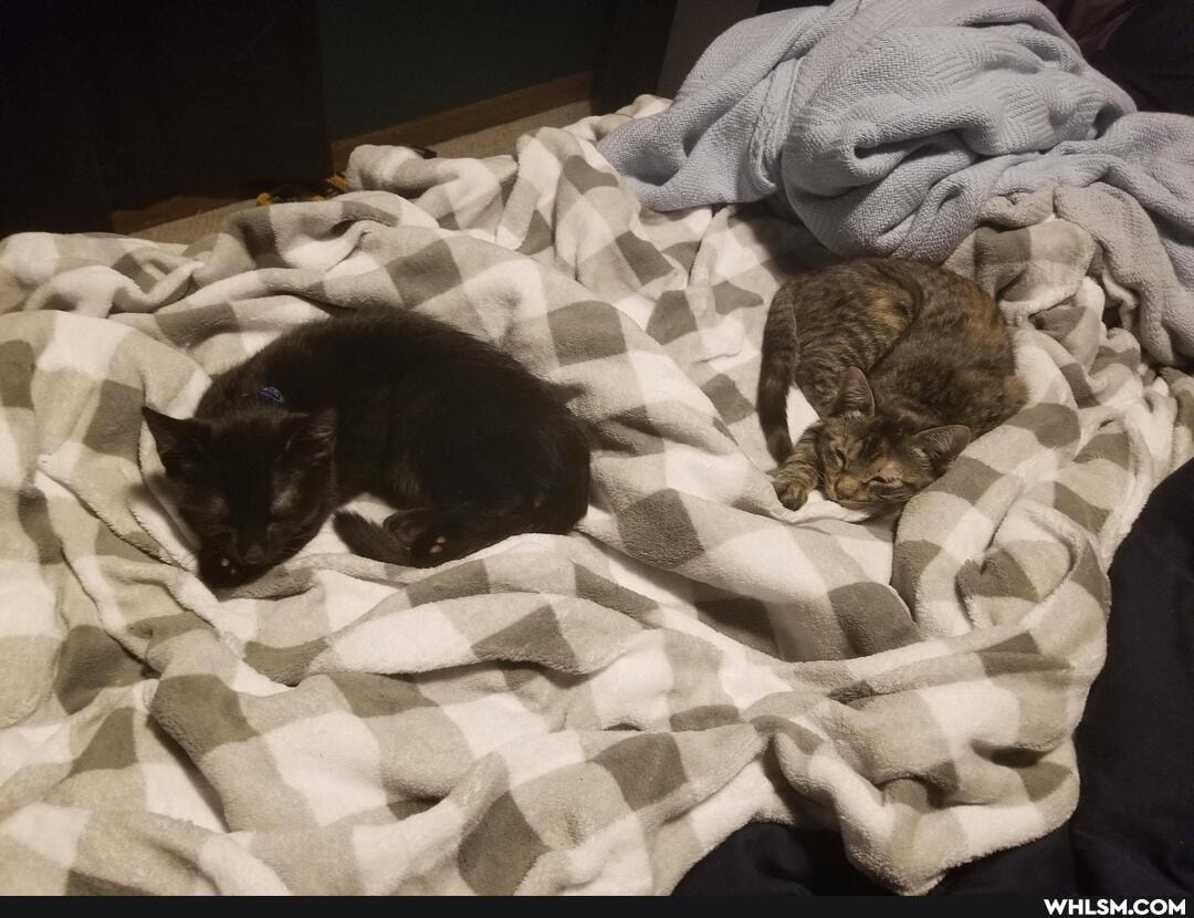 cat, aww, kittens