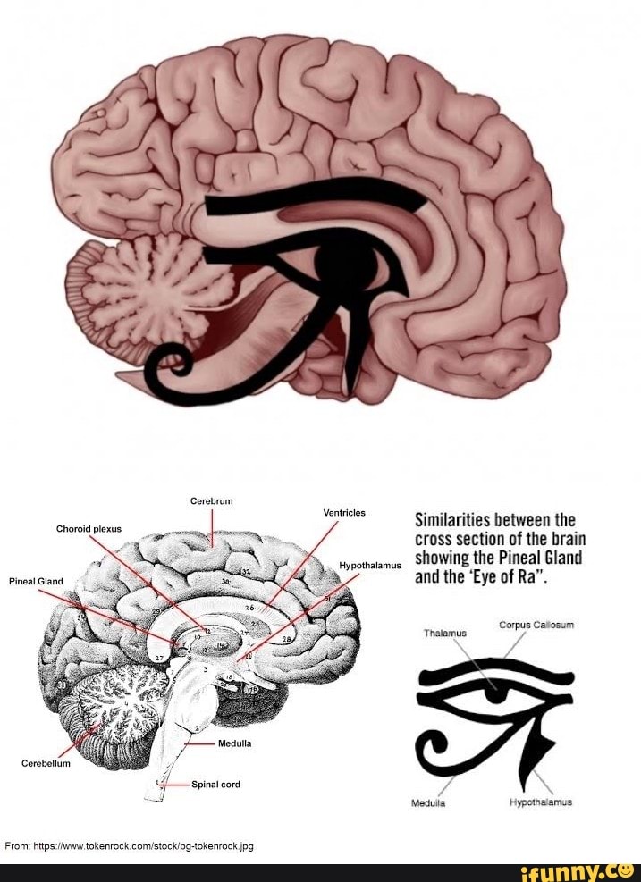 Ventricles Similarities between the Cross section of the brain showing the Pineal Gland and the