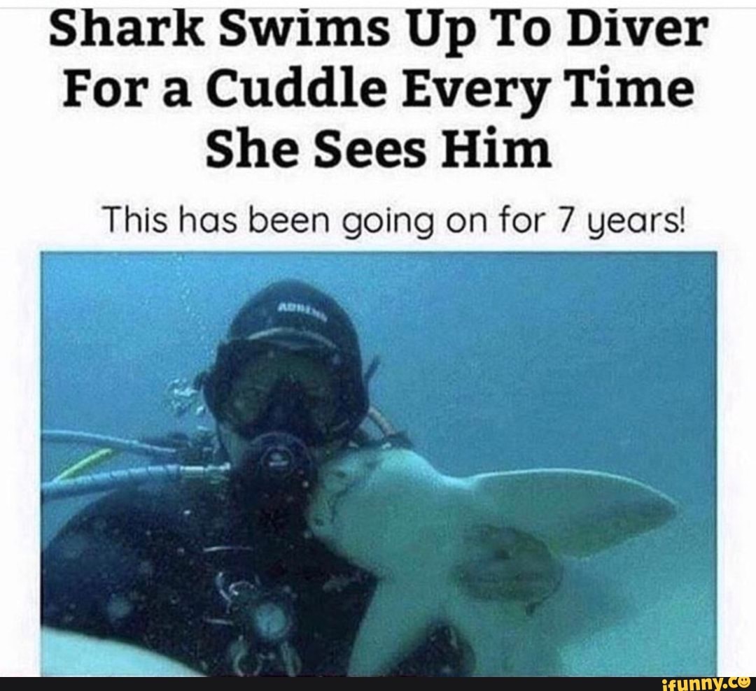 Shark Swims Up To Diver
For a Cuddle Every Time
She Sees Him
This has been going on for 7 years!