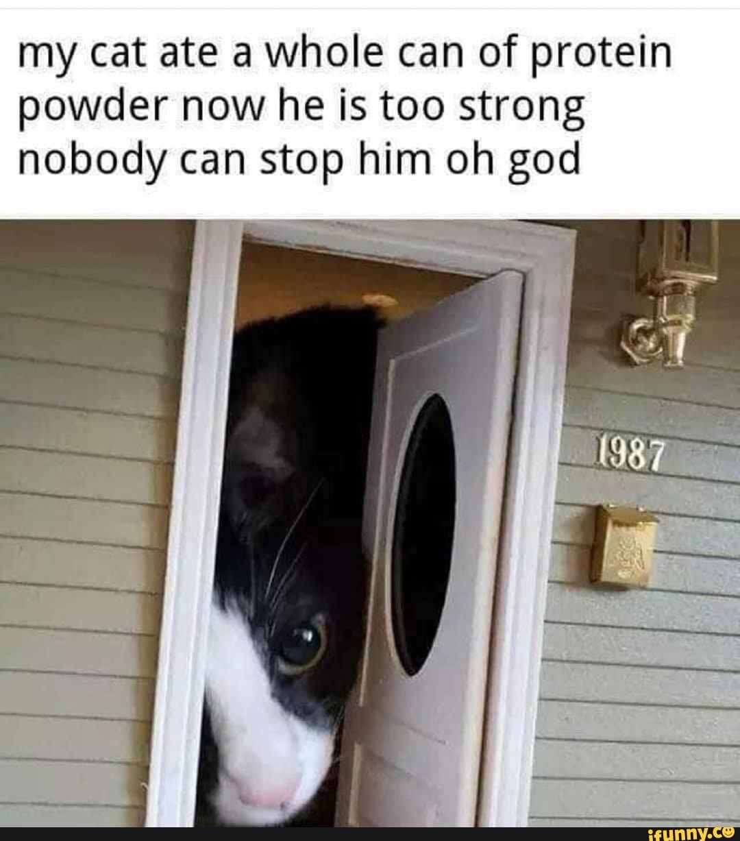 my cat ate a whole can of protein
powder now he is too strong
nobody can stop him oh god