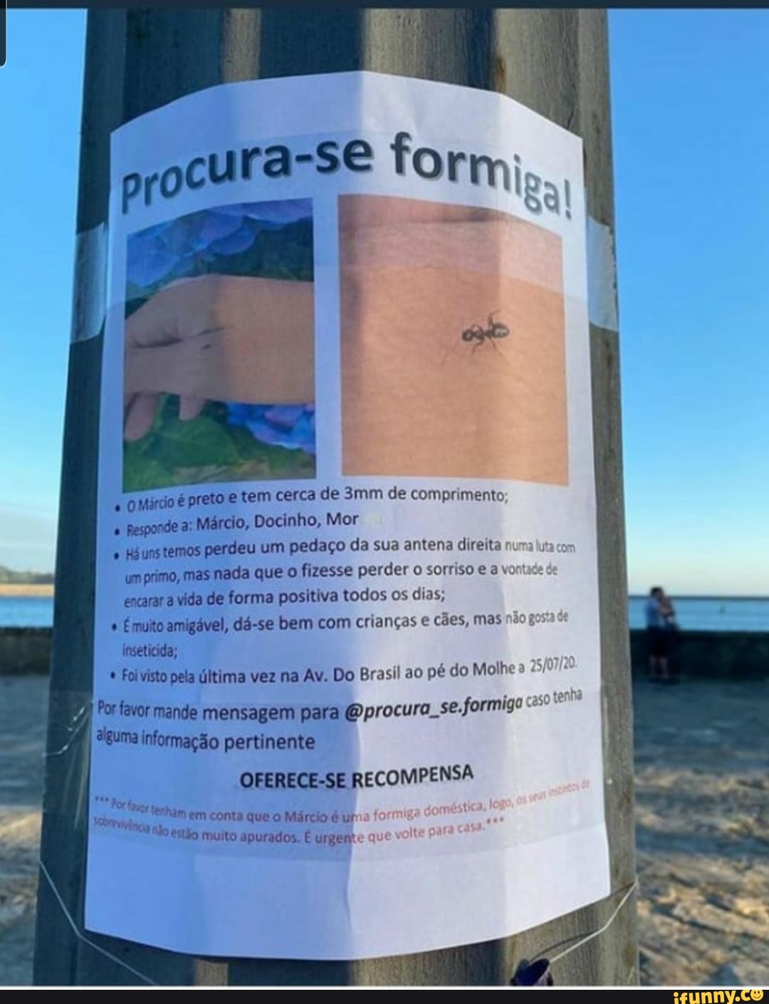 "O Mércio é preto e tem cerca de 3mm de comprimento
Responde a:
Márcio, Docinho, Mor
Háunstemos perdeu um pedaço da sua antena direita
Umprimo, mas nada que o fizesse perder o sorriso € 3 vontace
encarar a vida de forma positiva todos os dias,
E muito amigável, dá-se bem com crianças e
cães, mas nãog
inseticida; Folvisto pela última vez na Av. Do Brasil ao
pé do Molhe a
alguma informação pertinente
OFERECE-SE RECOMPENSA
urgen