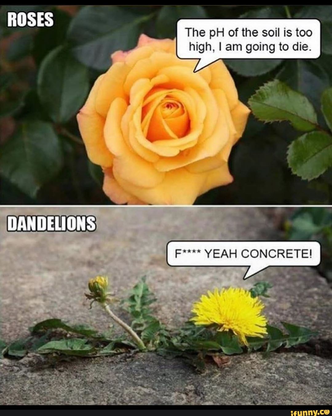 The pH of the soil is too high, I am going to die.