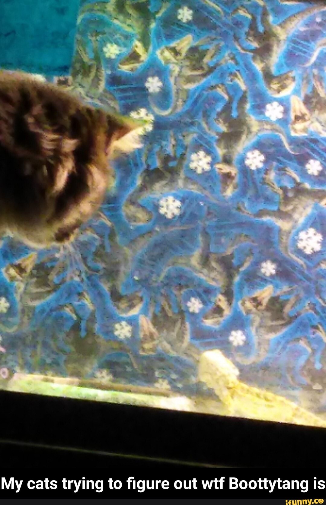 My cats trying to figure out wtf Boottytang is - My cats trying to figure out wtf Boottytang is