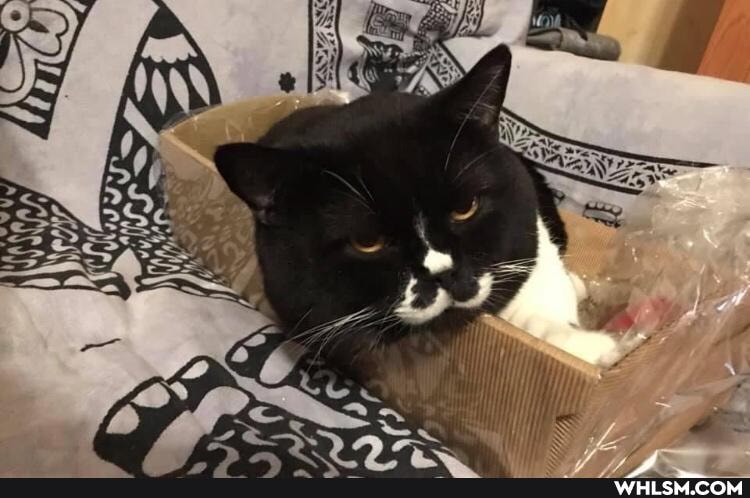 cats, funny, cat