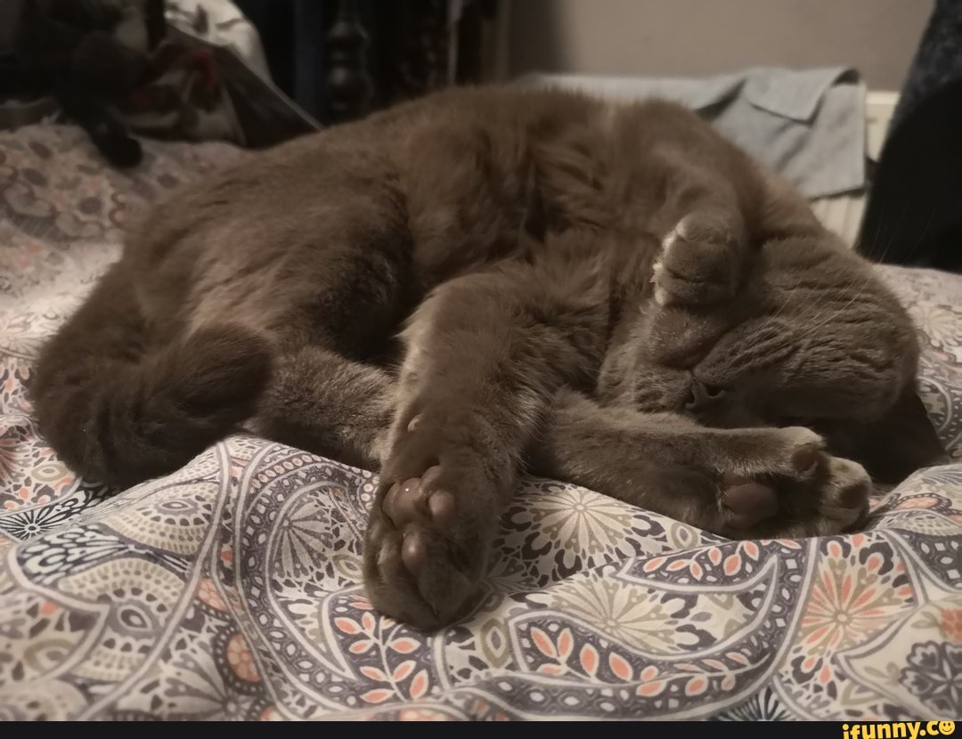 cat, video_games, creativity