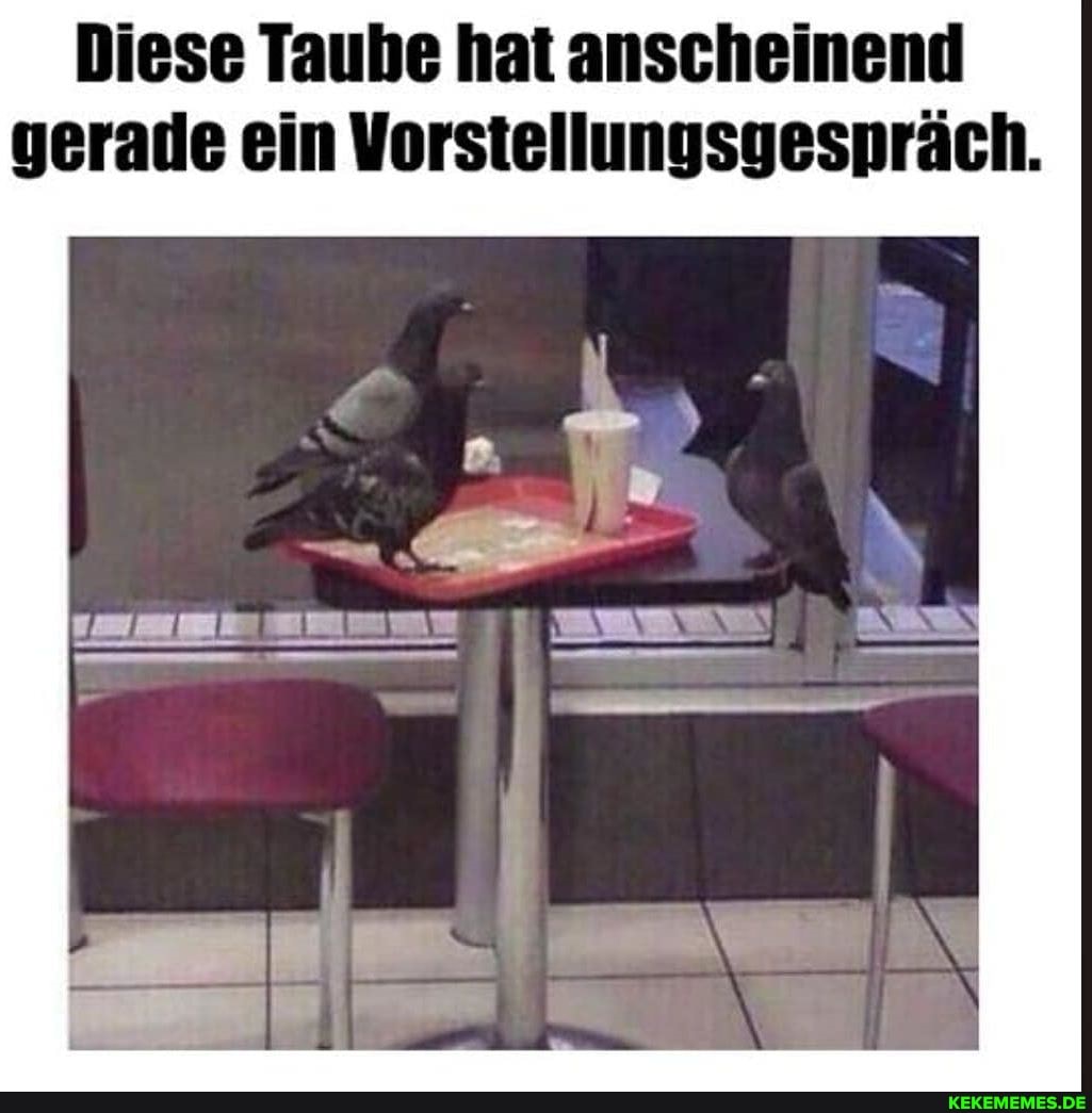 Diese Taube hat anscheinend gerade ein Vorstellungsgespräch.