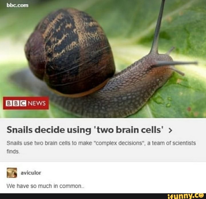 Snails decide using 'two brain cells' Snails use two brain cells to