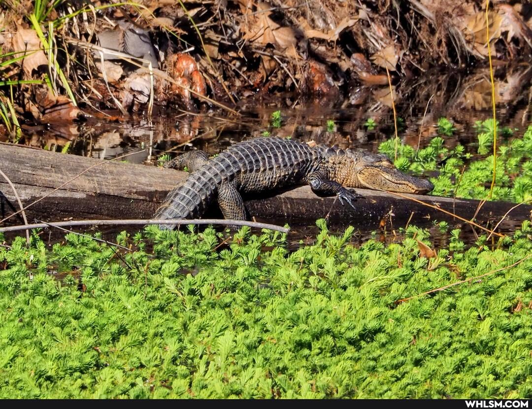 photography, naturephotography, nature, trail