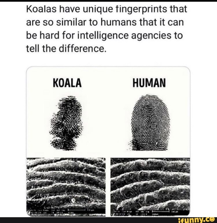 koalas-have-unique-fingerprints-that-are-so-similar-to-humans-that-it