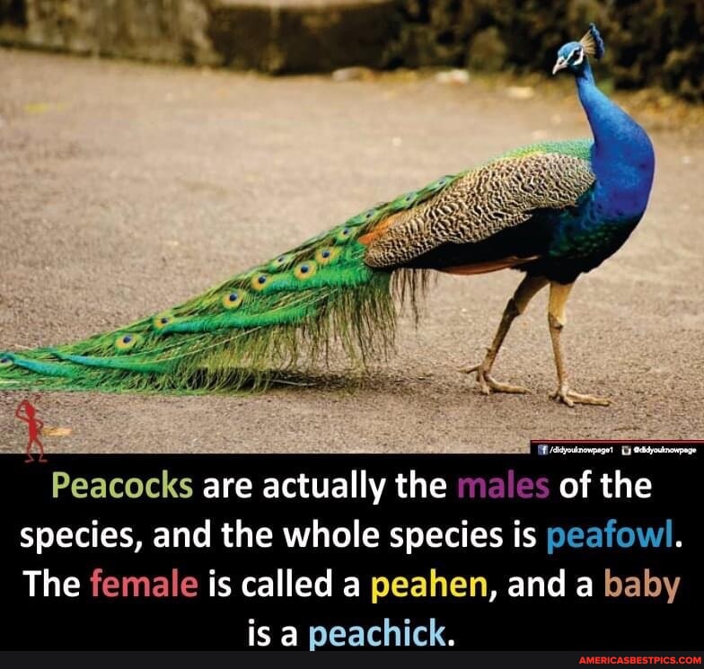 Peacocks are actually the males of the species, and the whole species ...