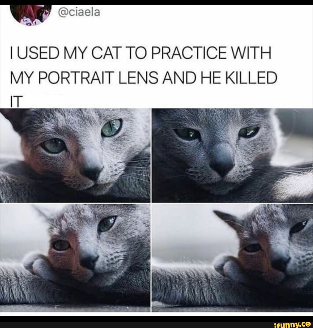 I USED MY CAT TO PRACTICE WITH MY PORTRAIT LENS AND HE KILLED