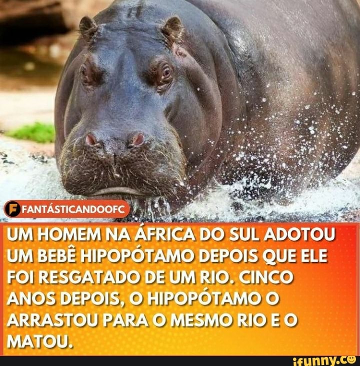 FANTÁSTICANDOOFC
UM HOMEM NA ÁFRICA DO SUL ADOTOU UM BEBE HIPOPÓTAMO DEPOIS QUE ELE FOI RESGATADO DE UM RIO. CINCO ANOS DEPOIS. O HIPOPÓTAMO O)
ARRASTOU PARA O MESMO RIO E O MATOU;