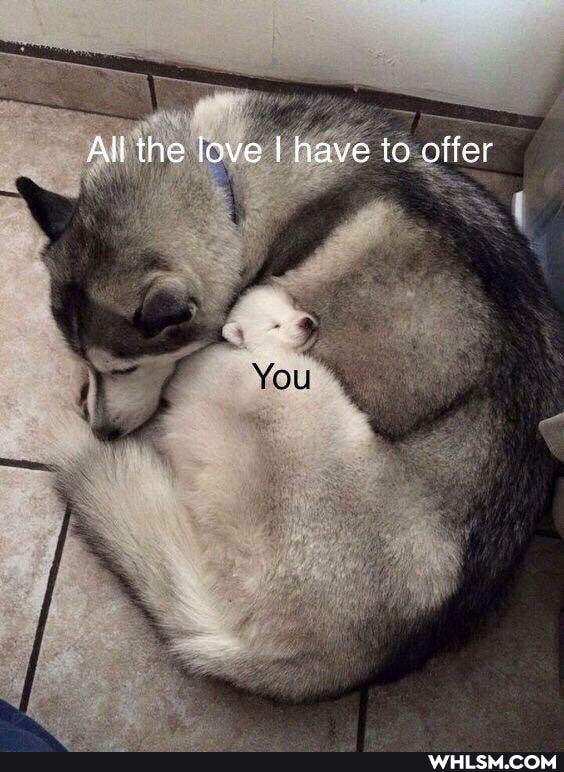 All the love I have to offer