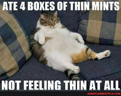 ATE BOXES OF THIN MINTS
HOT FEELING THIN AT ALL