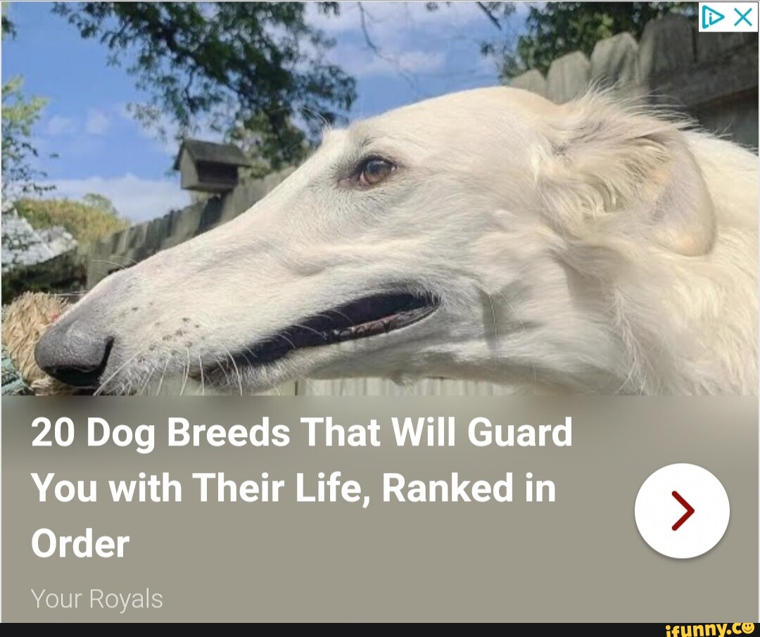 20-dog-breeds-that-will-guard-you-with-their-life-ranked-in-order-your