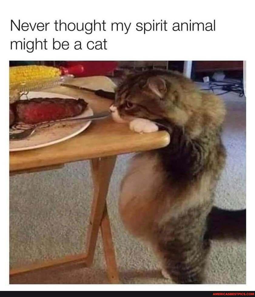 Never thought my spirit animal might be a cat