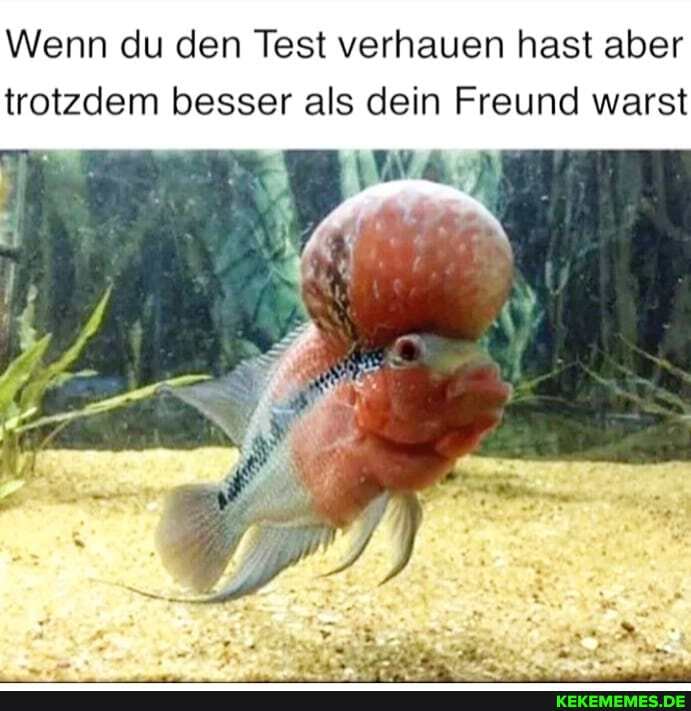 Wenn du den Test verhauen hast aber trotzdem besser als dein Freund warst