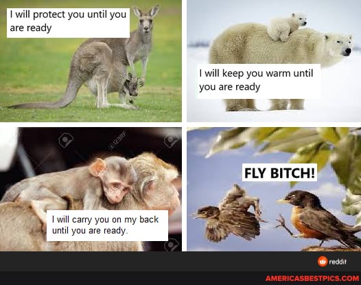 are ready
will protect you until you
will keep you warm until you are ready
ll
FLY BITCH!
te We will carry you on my back
until you are ready.