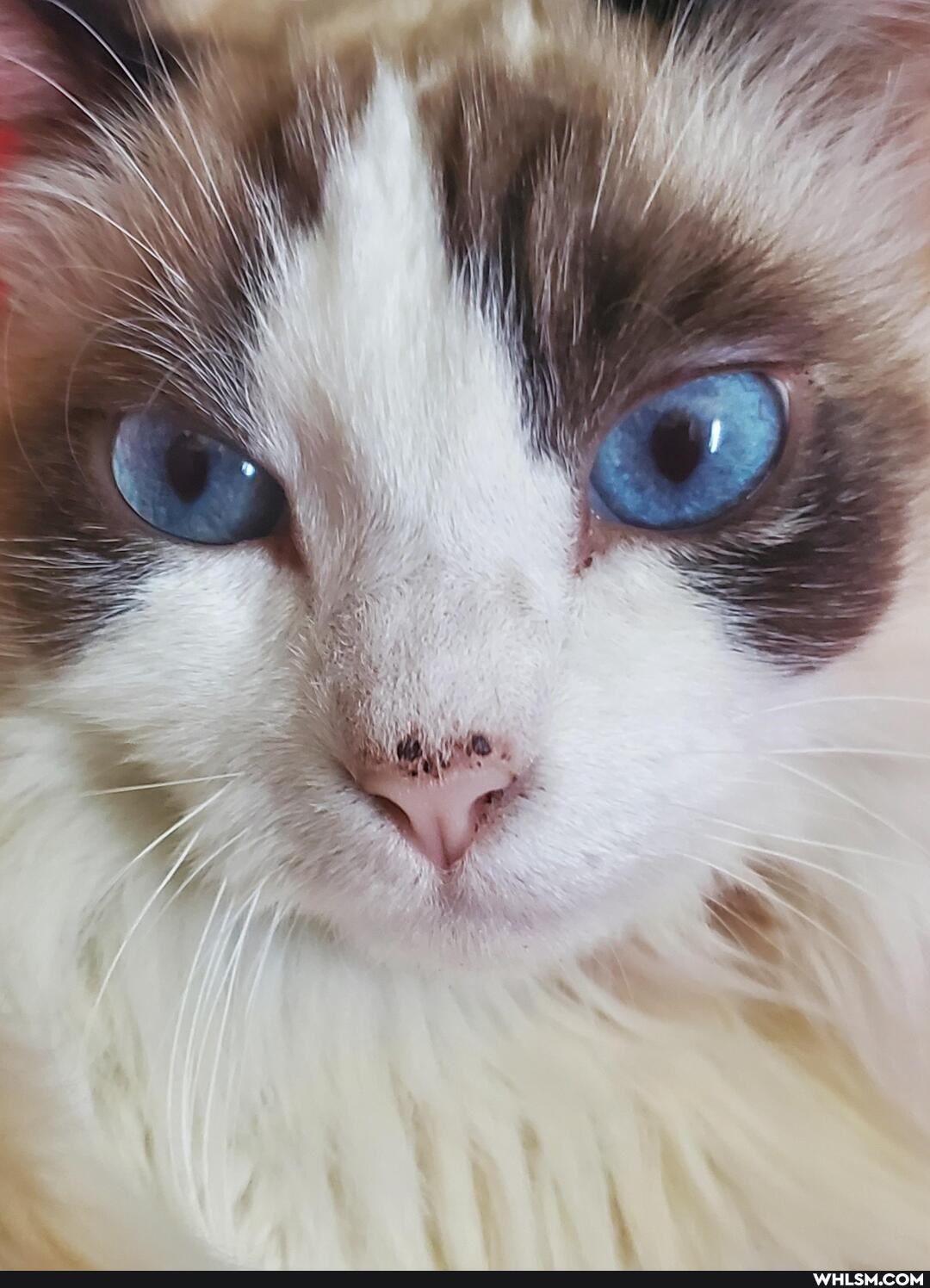 cat, aww, pets