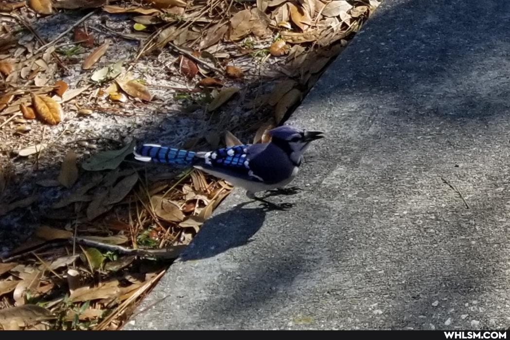 relaxing, nature, awww, squirrel_gang_fo_life