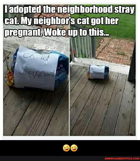 ladopted the 'neighborhood stray cal. My neighbor' cat got her, pregnant. Woke un to this... - đŸ¤£đŸ¤£