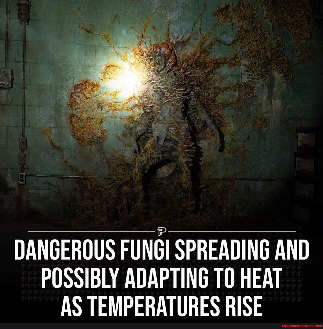 Dangerous fungal infections are on the rise, and a growing body of