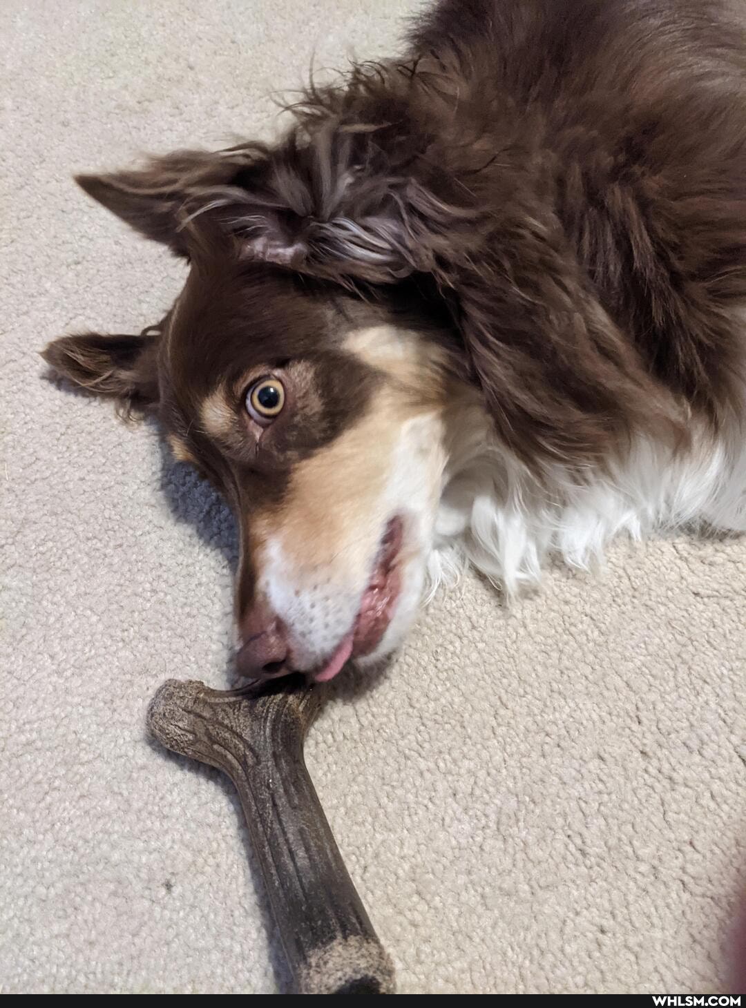 wide, eyed, blip, man, love, dog