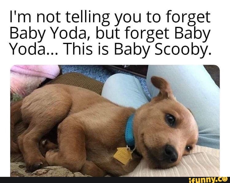 I'm not telling you to forget
Baby Yoda, but forget Baby
Yoda... This is Baby Scooby.
