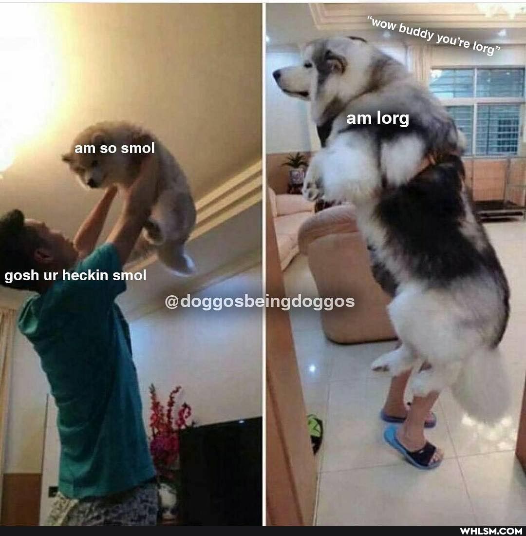am so smol
gosh ur heckin sinol
ngdoggos
"Wow
lorg