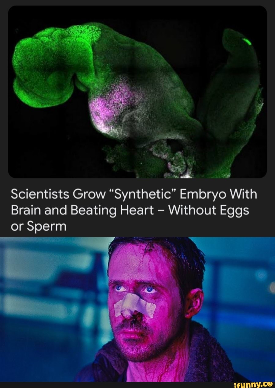Scientists Grow "Synthetic" Embryo With Brain and Beating Heart Without