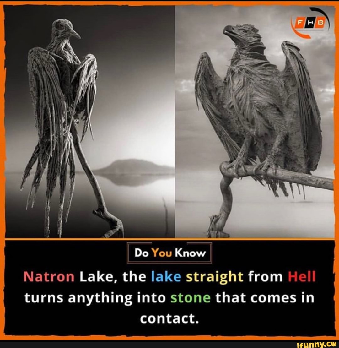 lake natron turns animals to stone