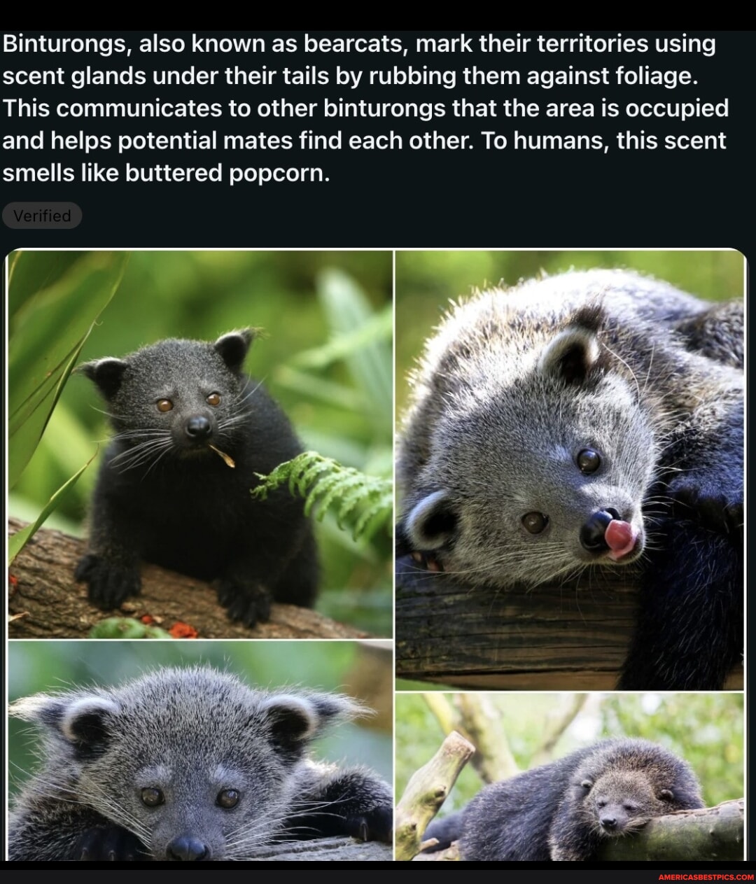 Binturongs, Also Known As Bearcats, Mark Their Territories Using Scent ...